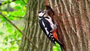 Zábavné manželské hry ďasien